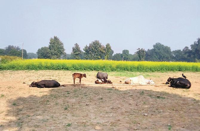 Cattle bask in the sun in an empty field. Photo: INN