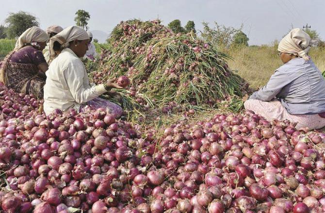 Due to the decision of the government, the difficulties of the farmers have increased. Photo: INN