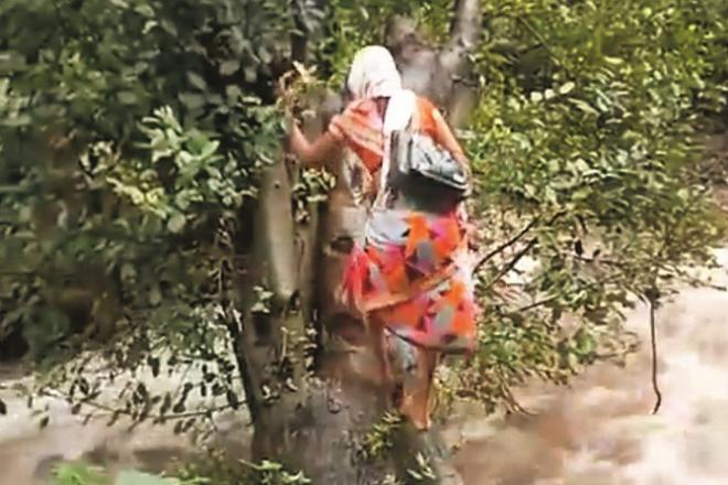 An anganwadi maid crossed such a stream by a fallen tree. Photo: INN