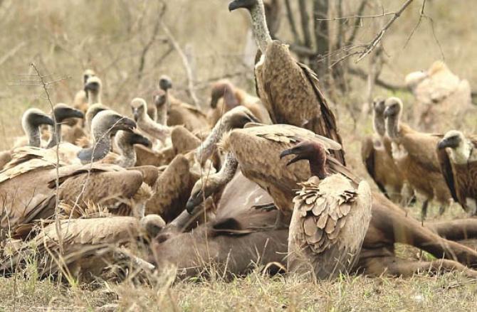 According to a report, a group of vultures can turn a large dead animal into bones in just 45 minutes. By eating dead organisms, this bird cleans the earth and provides a better ecosystem to humans. Photo: INN