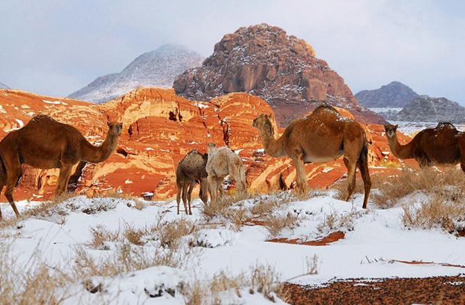 Camels can be seen in Saudi Arabia while the desert is covered in snow. Photo: INN.