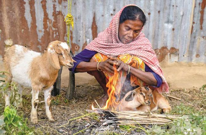 The goat is also like a member of the household, it demands its share of food. Photo: INN