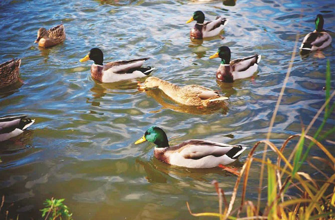 بطخ(Duck): بطخ ،اپنی رہائش، خوراک ،سماجی ساخت ، برفیلے پانیوں سے لے کر گرم پانیوں تک ہر حالات میں خود کو ڈھالنے کی صلاحیت رکھتی ہے۔انسان بھی خود کو حالات کے موافق ڈھال کر زندگی کے چیلنجز اور پریشانیوں کابحسن خوبی مقابلہ کرسکتا ہے۔ بطخ اپنے مقاصد کے حصول کیلئے اکثرجھنڈ کے ساتھ مل کر کام کرتی ہے۔ وہ اس کی اہمیت کو سمجھتے ہیں اور ایک دوسرے کی مدد کیلئے تیار رہتی ہے۔ یہ انسانوں کیلئے اہم سبق ہے کہ جب ہم مل کر کام کریں گے تو ہم بھی بہت کچھ حاصل کر سکتے ہیں۔بطخ زندگی کی سادہ اورمعمولی خوشیوں سے لطف اندوز ہوتی ہے ، چاہے وہ تالاب میں تیرنا ہو یا دھوپ میں ٹہلنا ،وہ نہایت سکون سے اور بغیر کسی فکر کے انجام دیتی ہے ۔ ہمیںبھی زندگی میں چھوٹی چھوٹی خوشیوں کی طرف توجہ مرکوز کرنی چاہئے۔ بطخ کی سب سے بڑی خوبی استقامت ہے۔وہ اپنے مقصدکو حاصل کرنے تک محنت کرتی ہے اور ہار نہیں مانتی۔وہ ہر حال میں ثابت قدم رہتی ہے۔ غور کیا جائے تو یہی کامیابی کی کلید ہے۔ وہ ہمیں خاندان کے ساتھ بہتر تعلقات اور معاشرتی زندگی میں اپنے مضبوط کردار کی اہمیت کا بھی سبق دیتی ہے۔