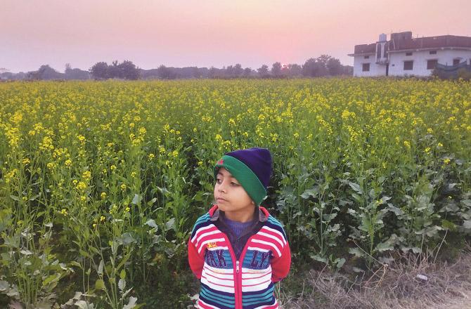 A beautiful evening in a mustard field. Photo: INN