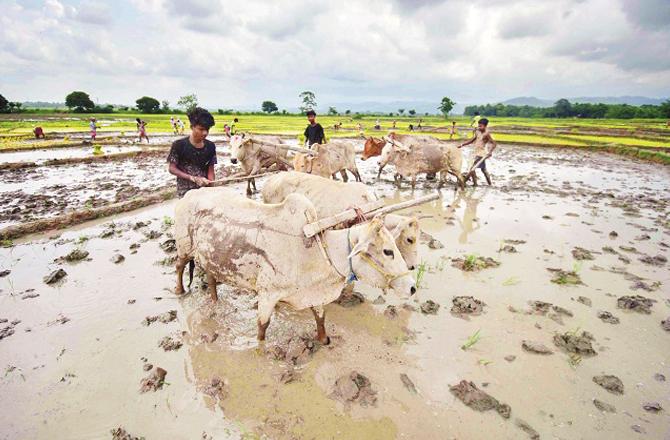 A field is being prepared for paddy sowing in Nagaon district of Assam. Photo: PTI