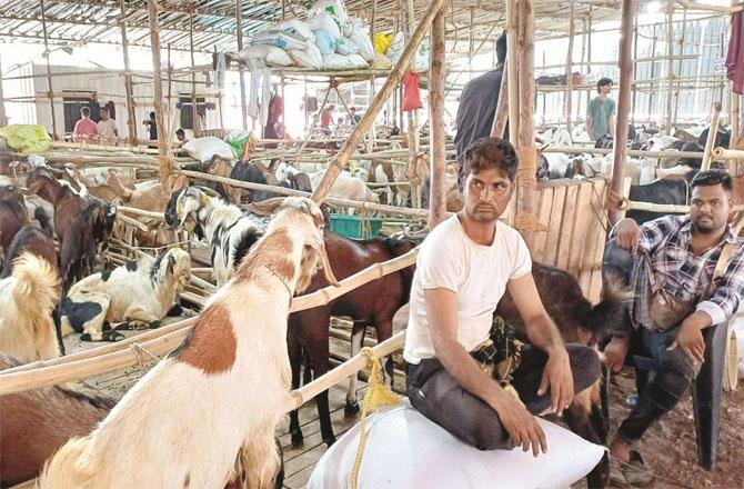 A goat market scene in Mumbra.