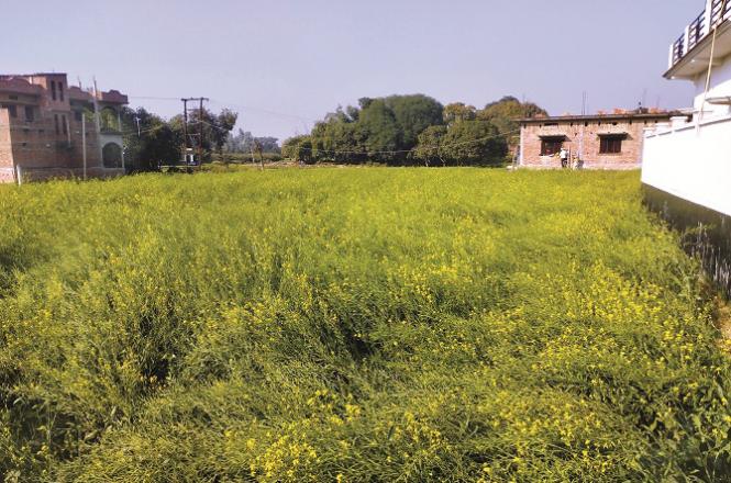 When the flowers bloom in the mustard plants, not only the fields but also the entire region becomes colorful. Photo: INN