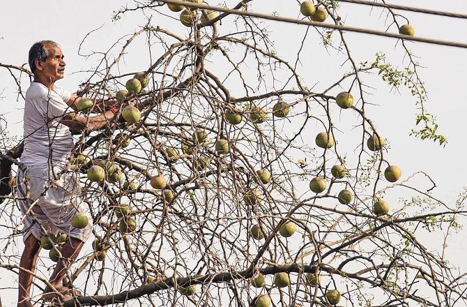 The vine tree is thorny, it is not easy to break the fruit. Photo: INN