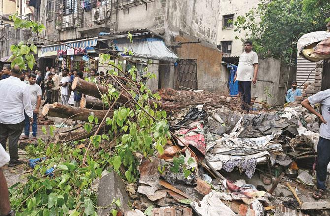 Efforts are being made to remove fallen trees after rains in Mahim. Photo: Inquilab, Ashish Raje