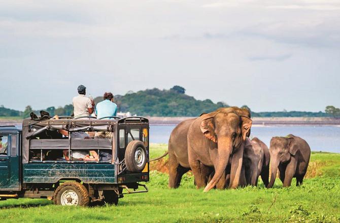 Elephants can be seen in Gugamal National Park. Photo: INN.