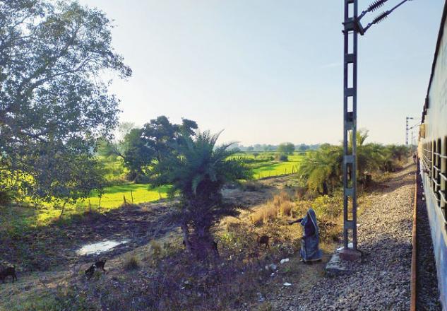 A scene in Lalitpur, on the border of Uttar Pradesh and Madhya Pradesh, where an elderly woman grazes goats. Photo: INN