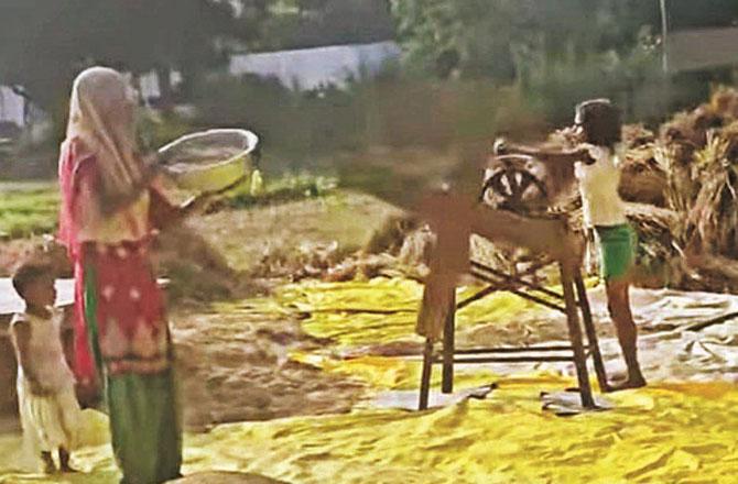 A female farmer can be seen threshing grain. Photo: INN