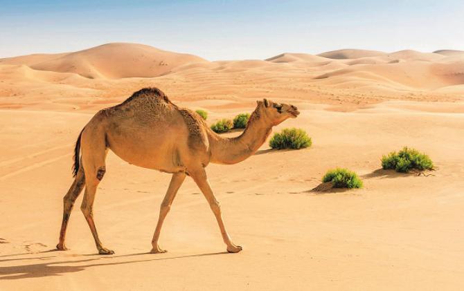 Thanks to a hump, a camel can survive for 4 or 5 months without food. Photo: INN