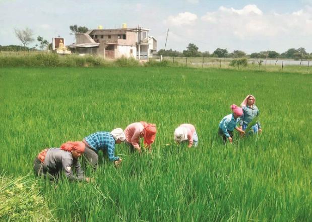 Borsi village in Chhattisgarh`s Durg district, where men and women are working in the fields. Photo: INN