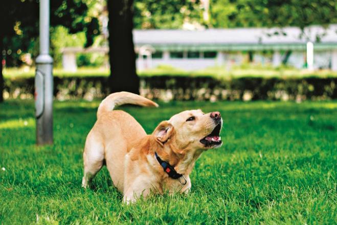 Some dogs may even bark spontaneously out of boredom. Photo: INN