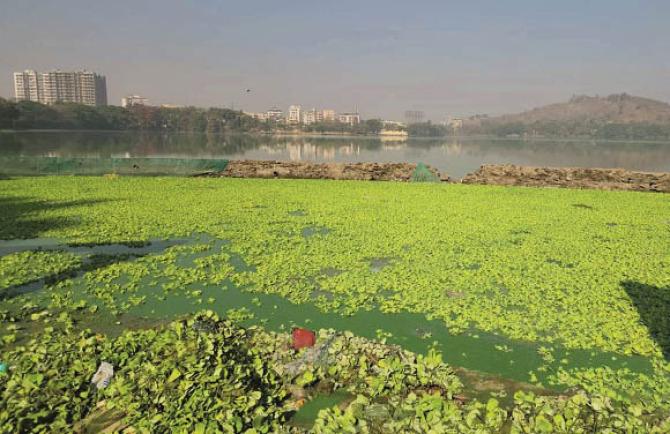 Every garbage can be seen on the bottom of Varla pond. Image: Revolution