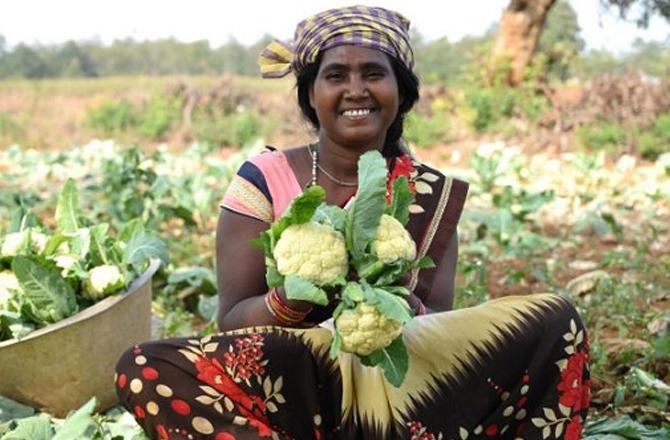 A female farmer displays Cauliflower. Photo: INN.