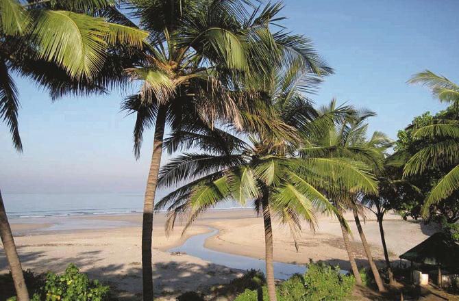 The sea can be seen from behind the trees. Photo: INN.