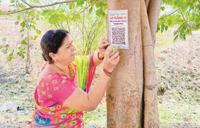 Sarpanch Gadge Meenakshi of Makhra village is putting a QR code on a tree. Photo: INN